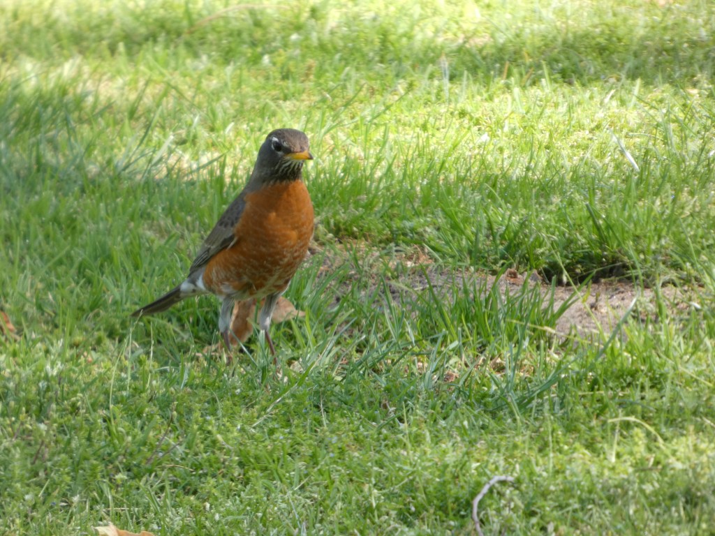 Day 1 of&nbsp;Birdathon!