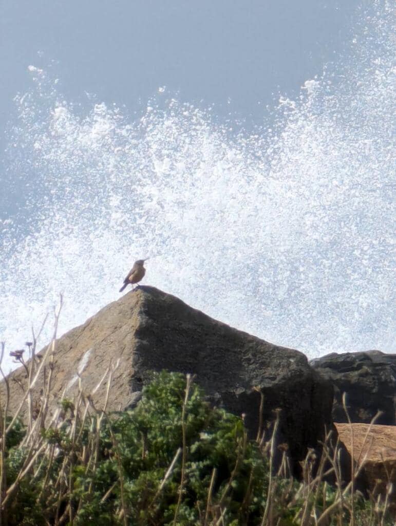 rock-wren-morro-bay