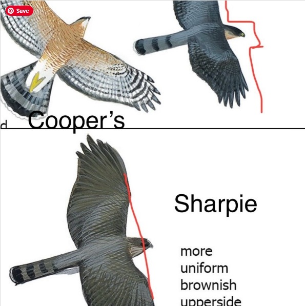 coopers-hawk-vs-sharp-shinned-hawk