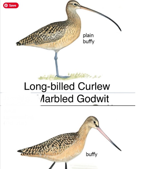curlew-vs-godwit