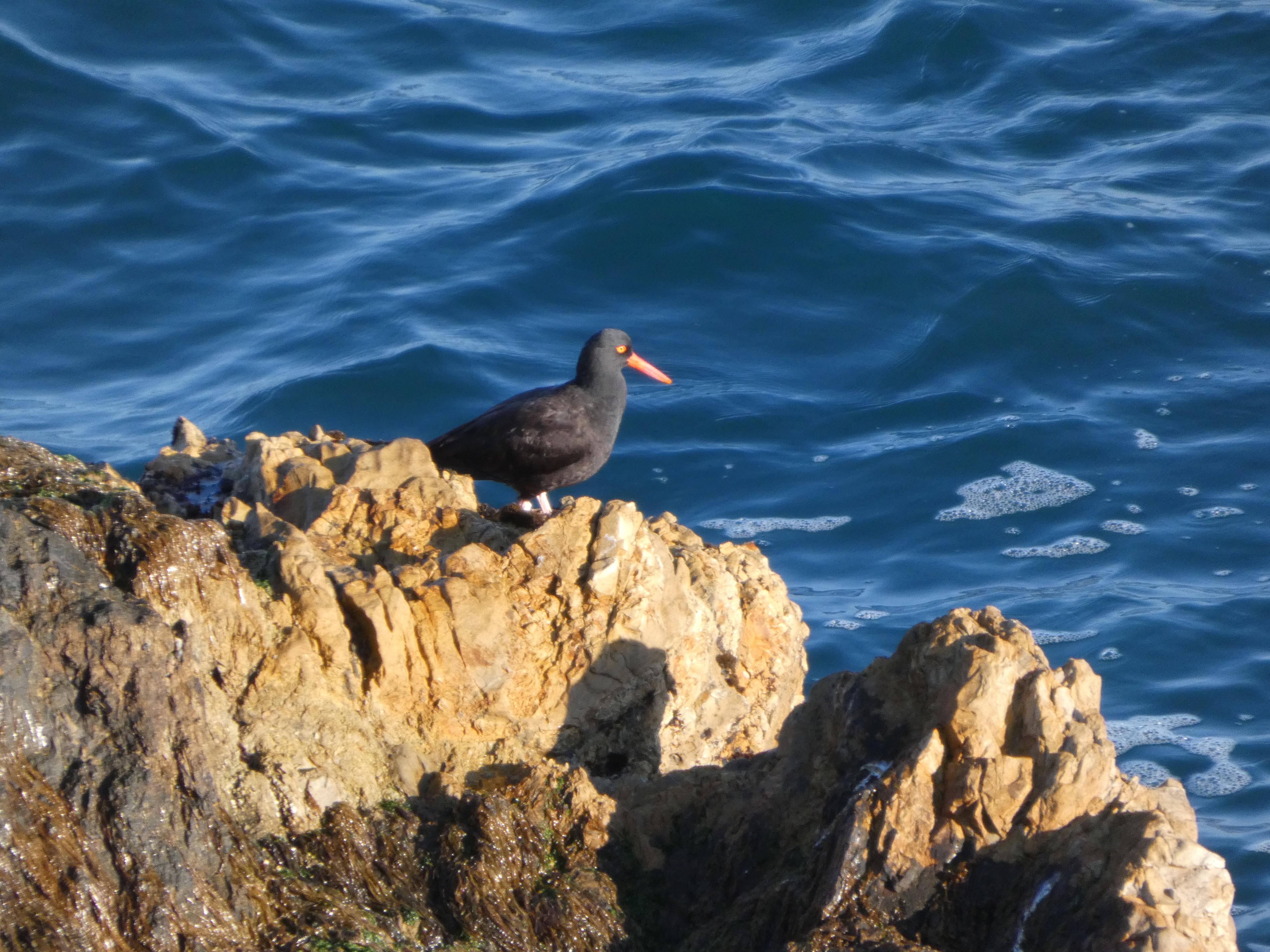 american-oystercatcher