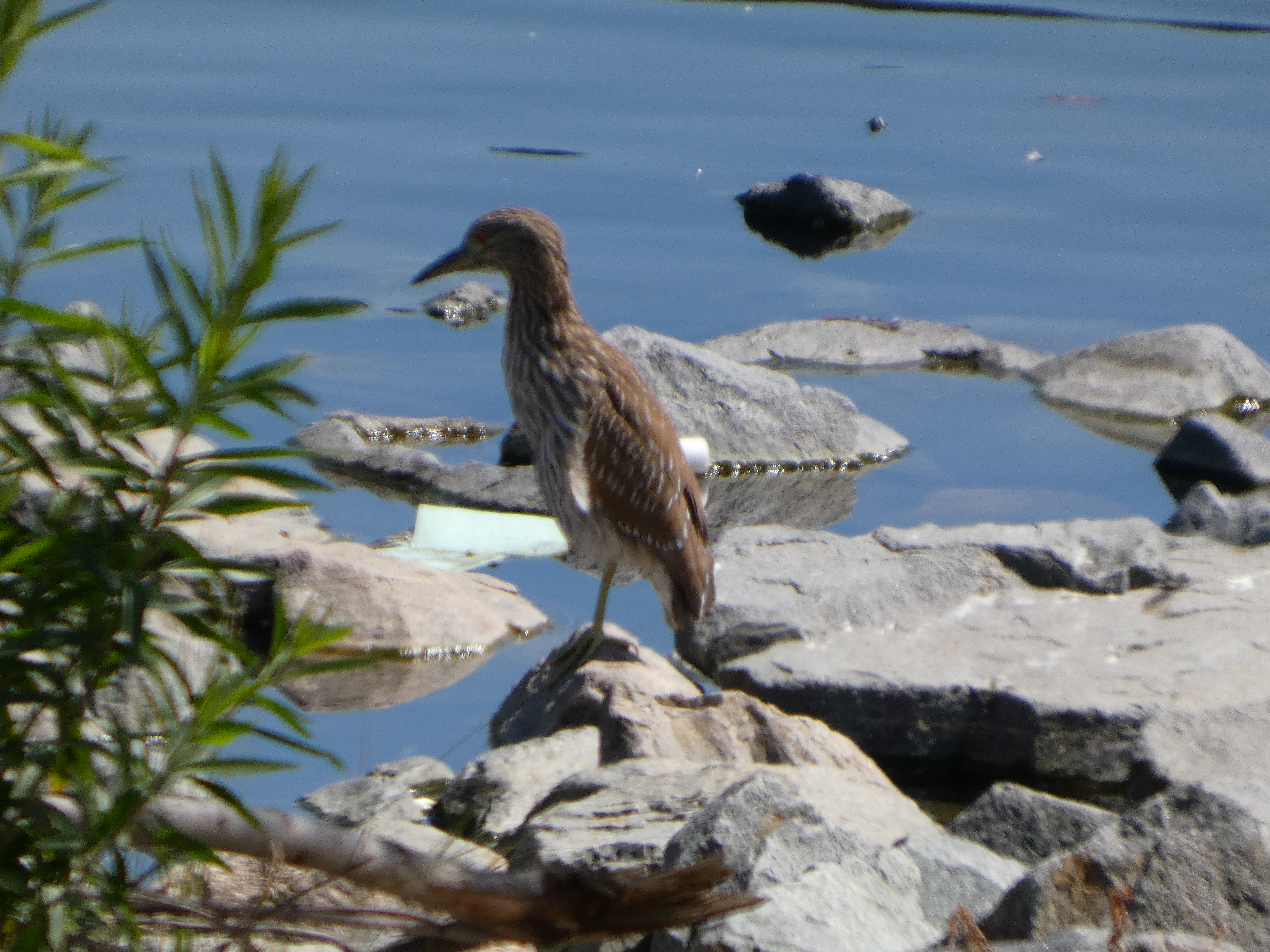 Day 4 of Birdathon!