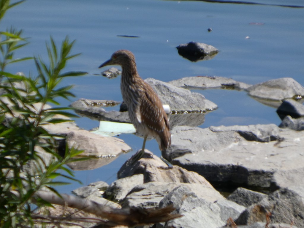 Day 4 of&nbsp;Birdathon!
