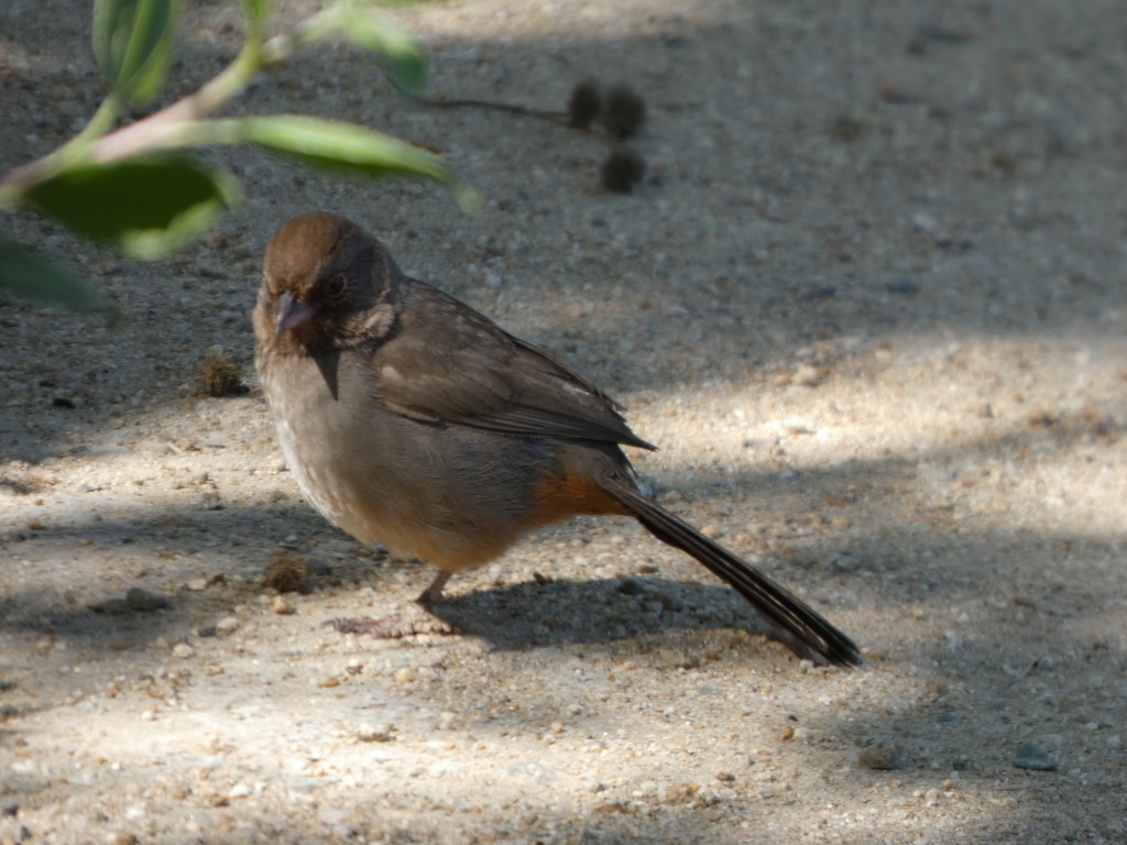 Day 3 of&nbsp;Birdathon.