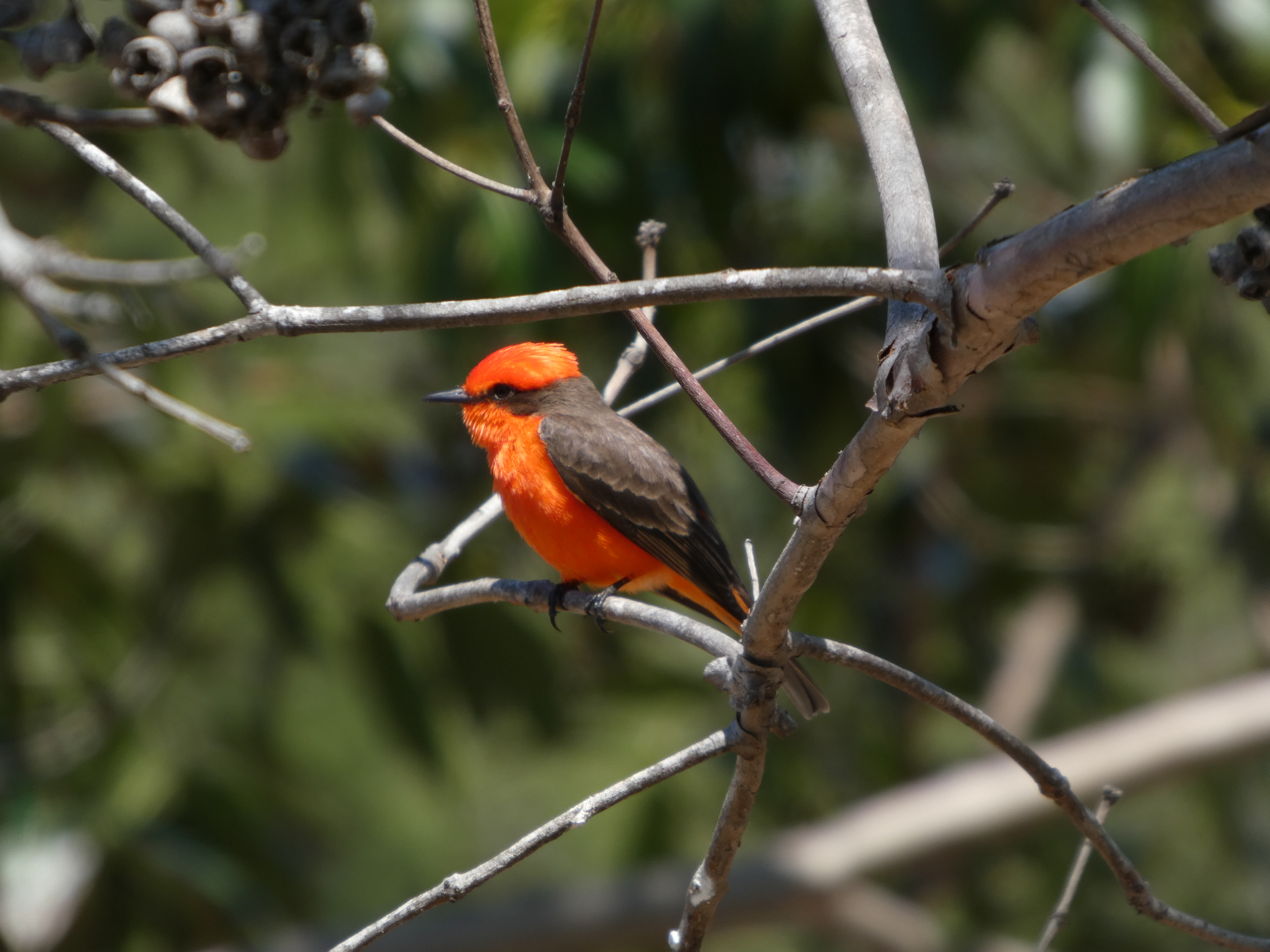 vermillion-flycatcher-on-branch