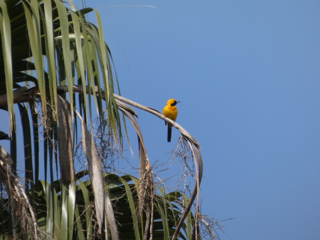 Day 9 of&nbsp;Birdathon