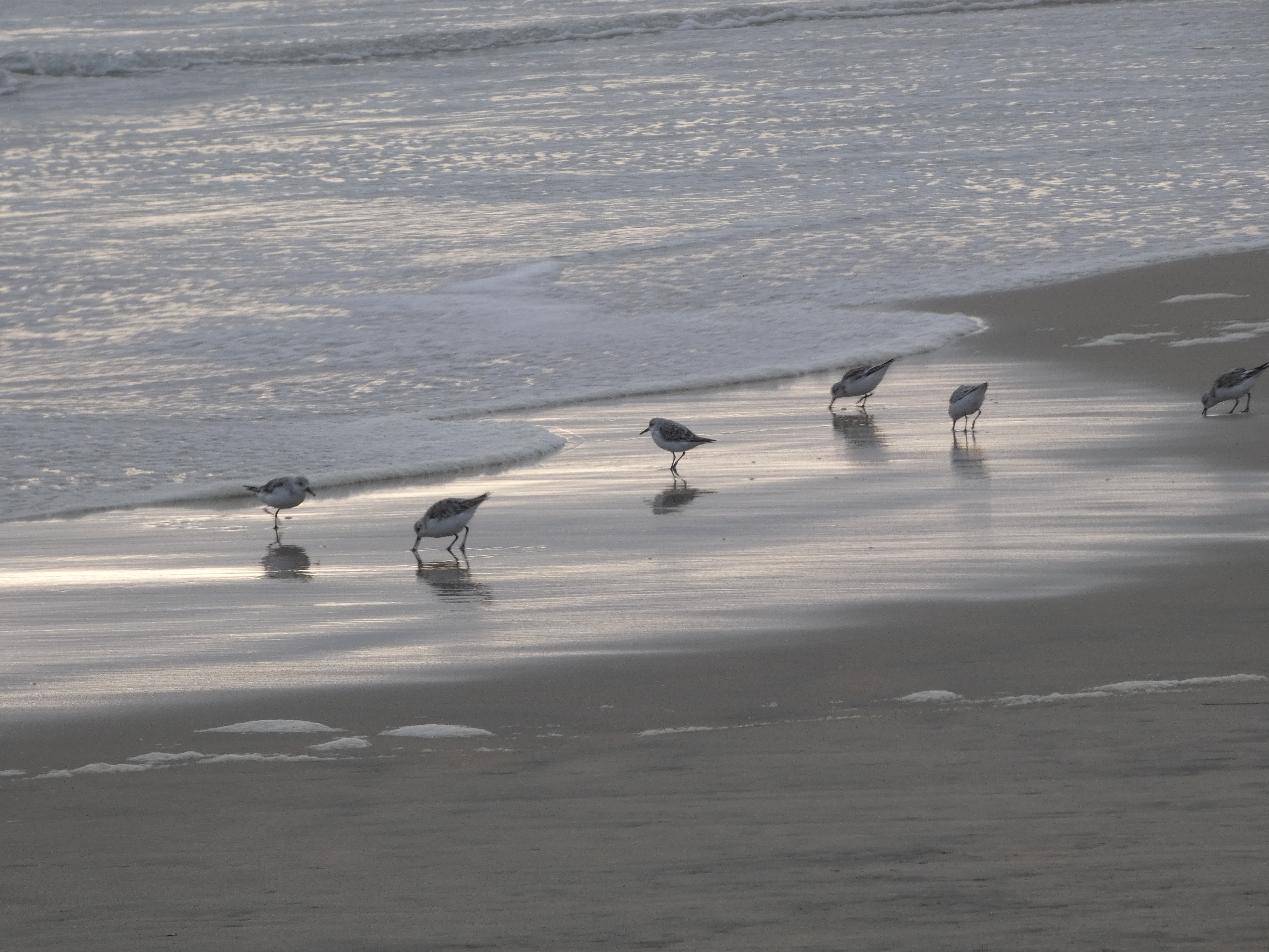 sandpipers-huntington-beach