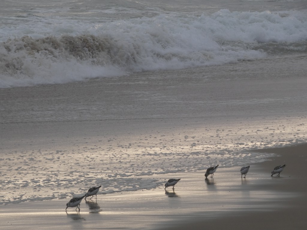 Day 8 of&nbsp;Birdathon!