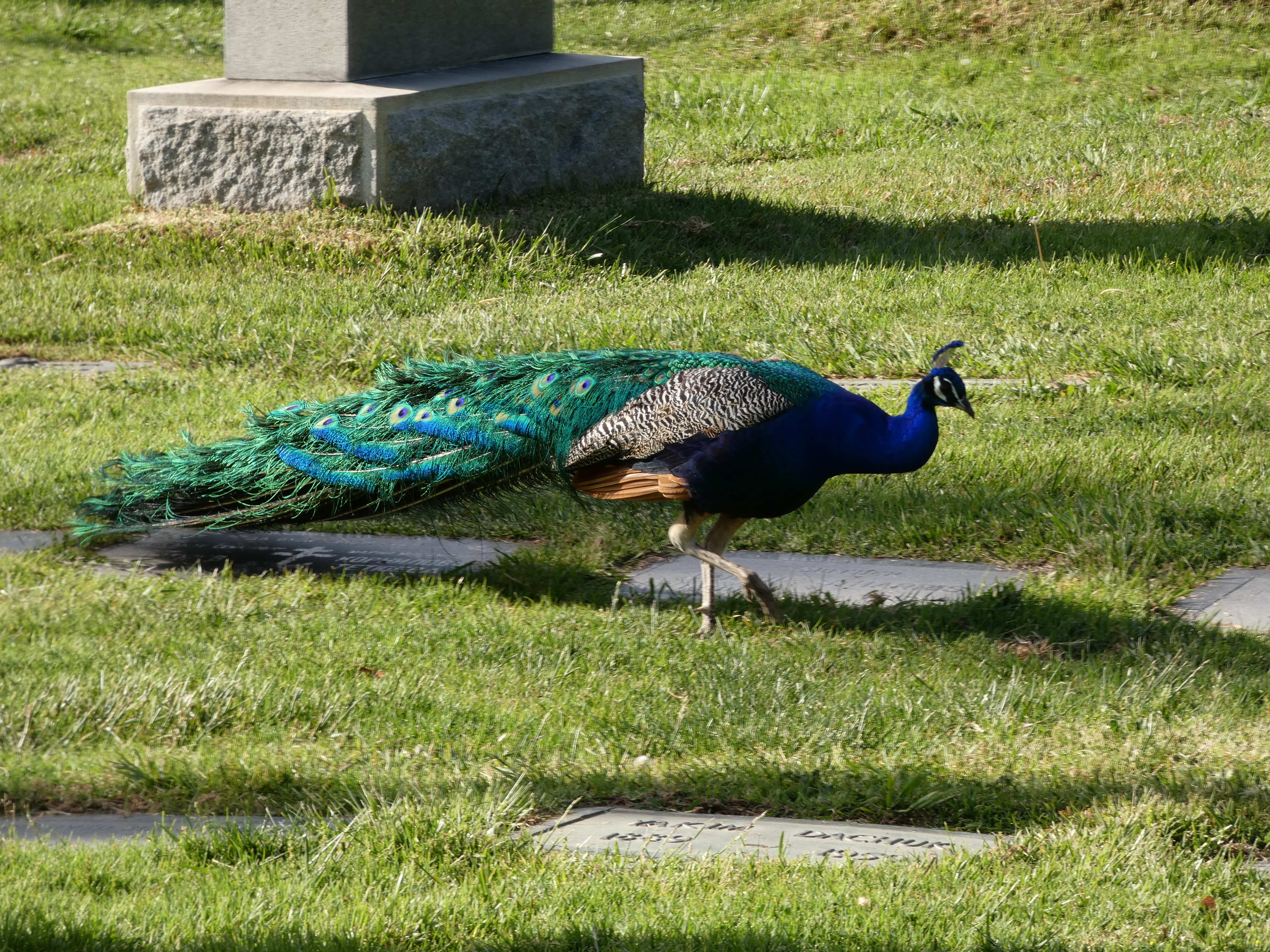 indian-peafowl