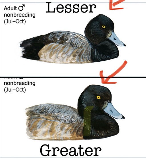 greater-vs-lesser-scaup-bird-ID