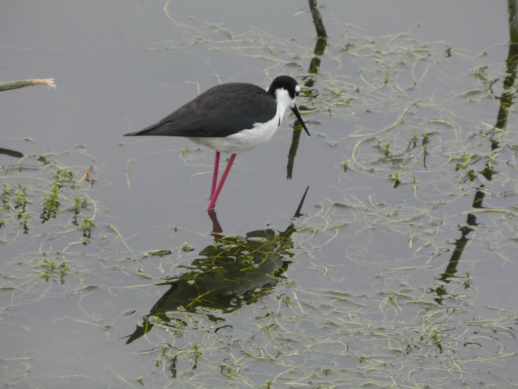 Black-Necked-stilt-san-joaquin-marsh