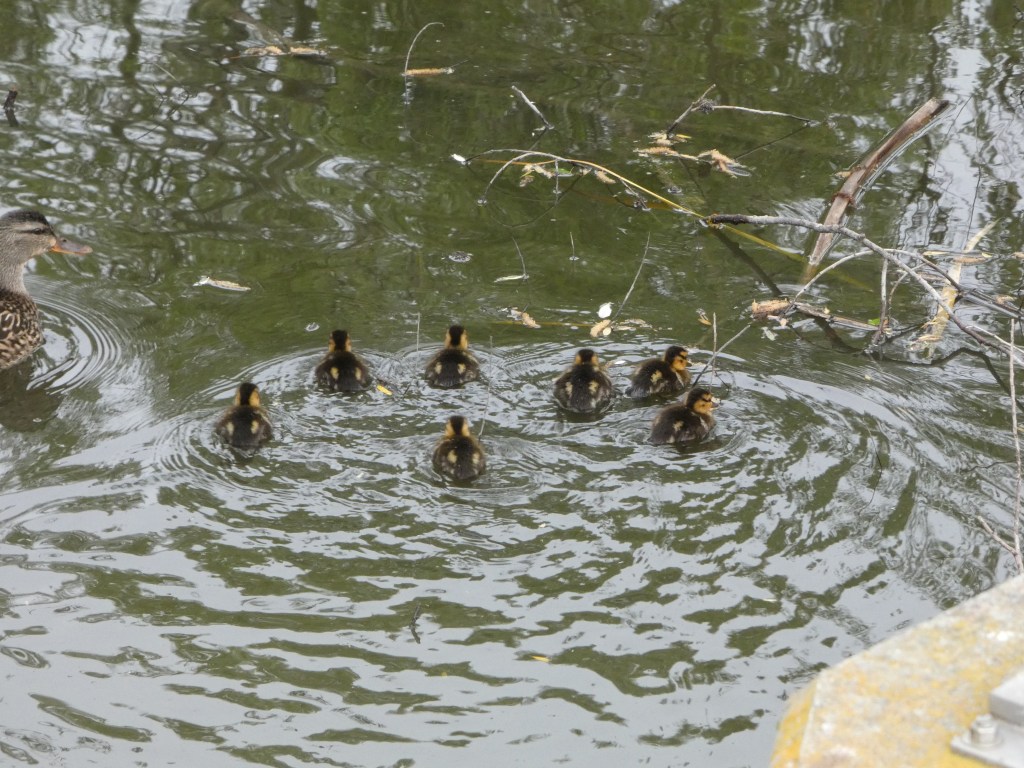 ducklings-san-joaquin-marsh