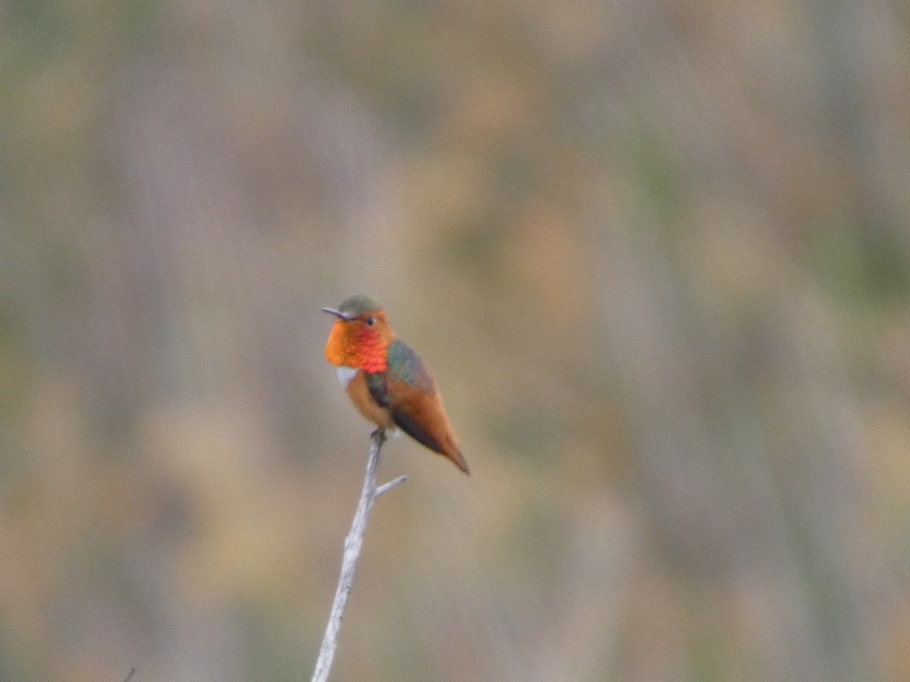 allens-hummingbird-san-joaquin-marsh