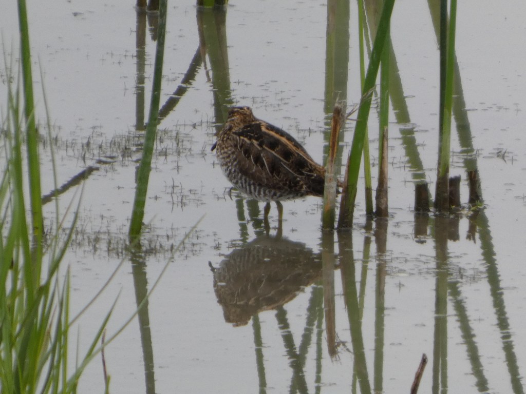 Day 10 of&nbsp;Birdathon!
