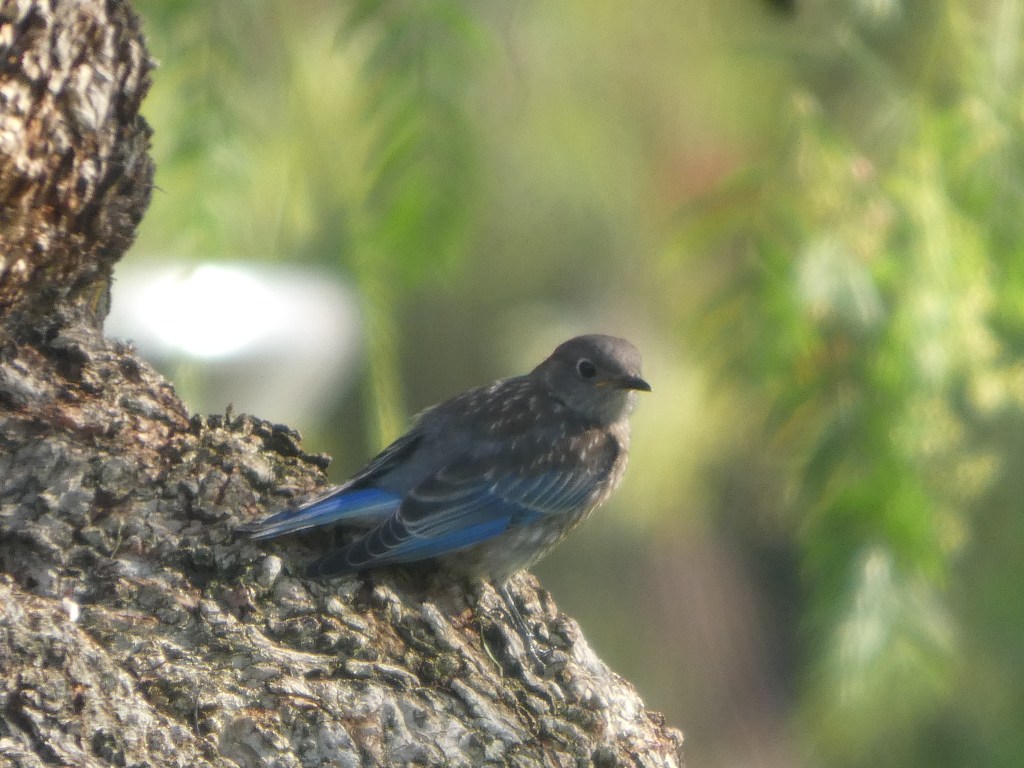 juvenile-western-bluebird