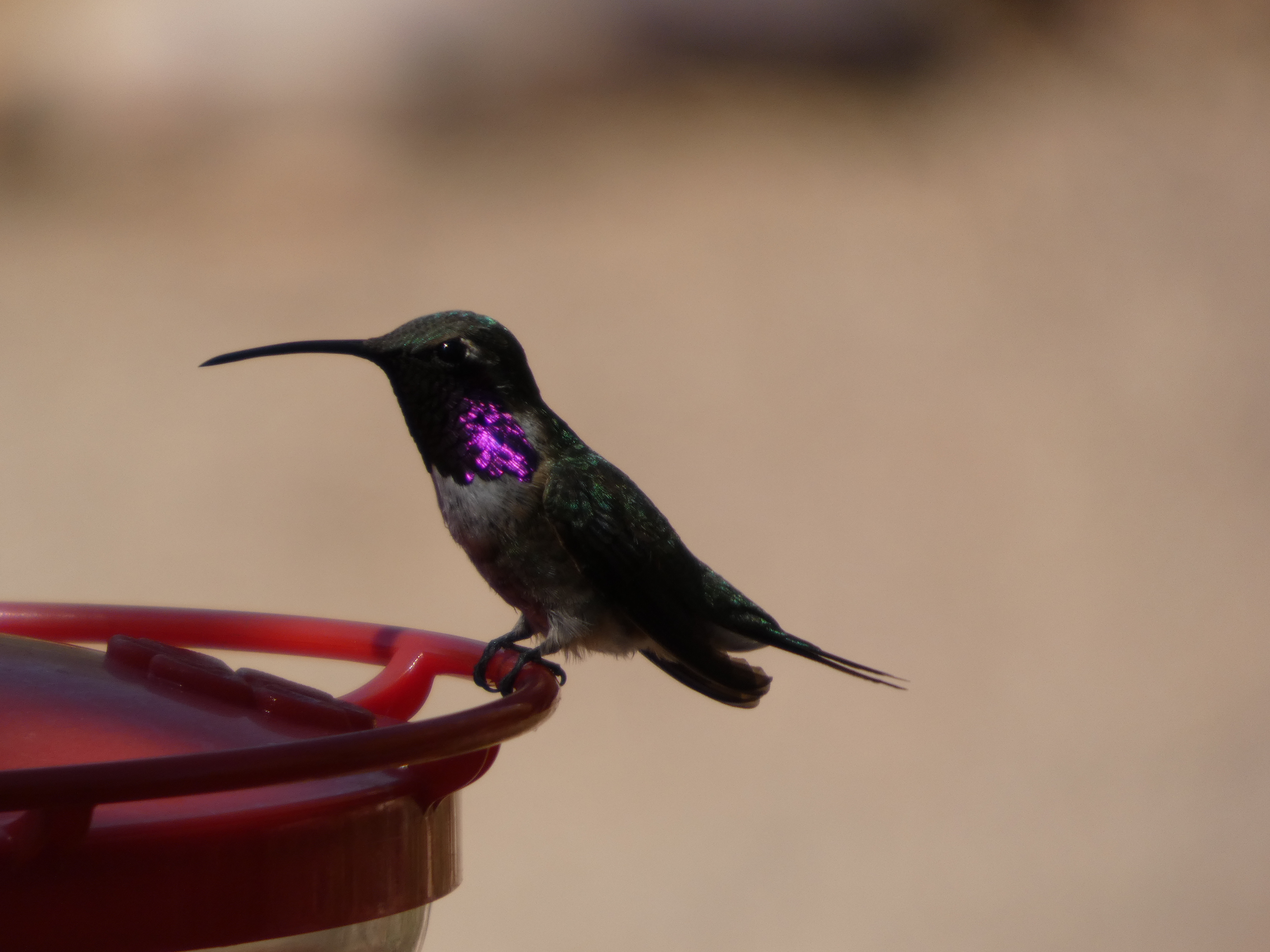 Lucifer Lifer While Lazy Birding