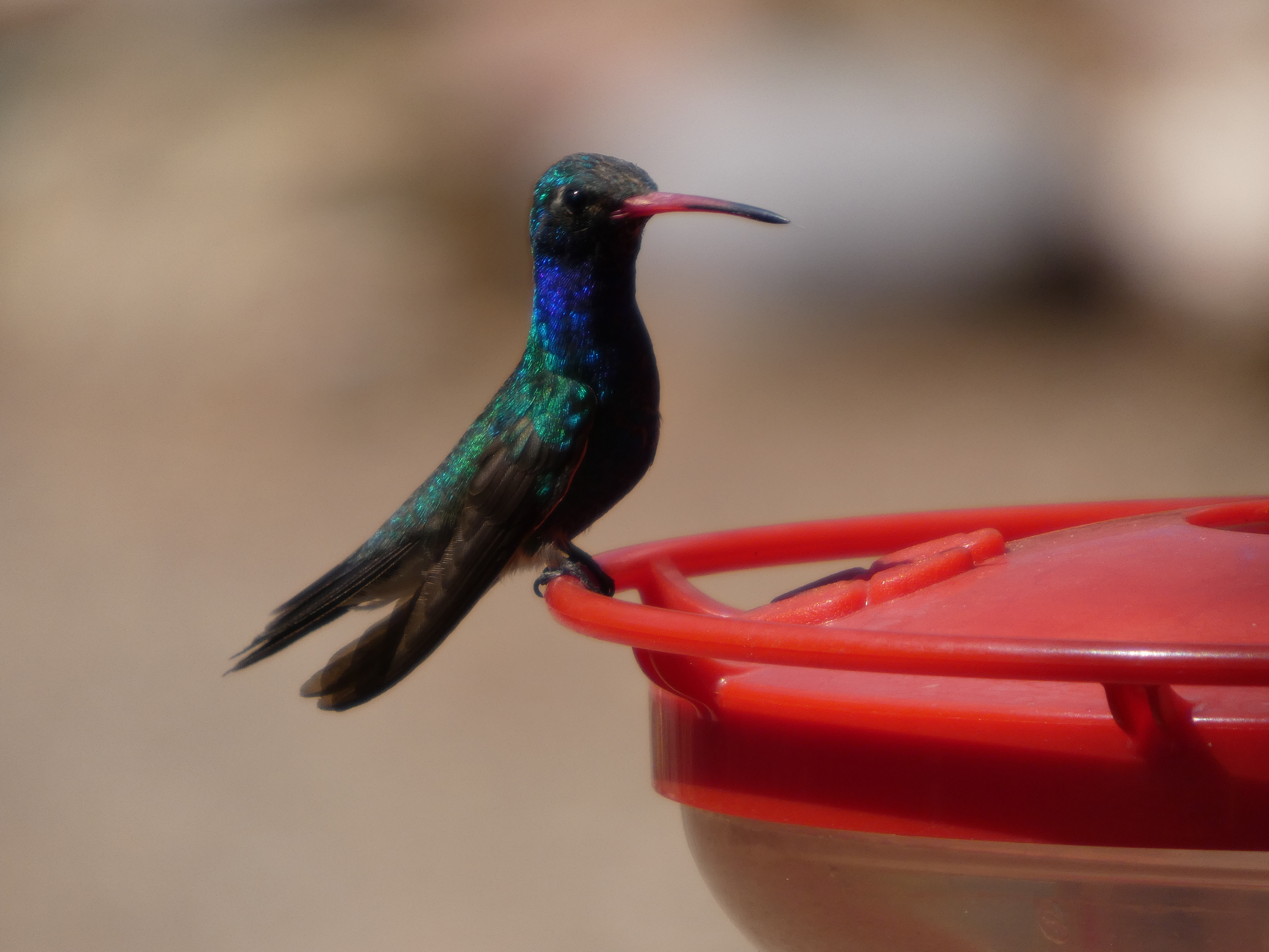 broad-billed-hummingbird-ash-canyon-bird-sanctuary