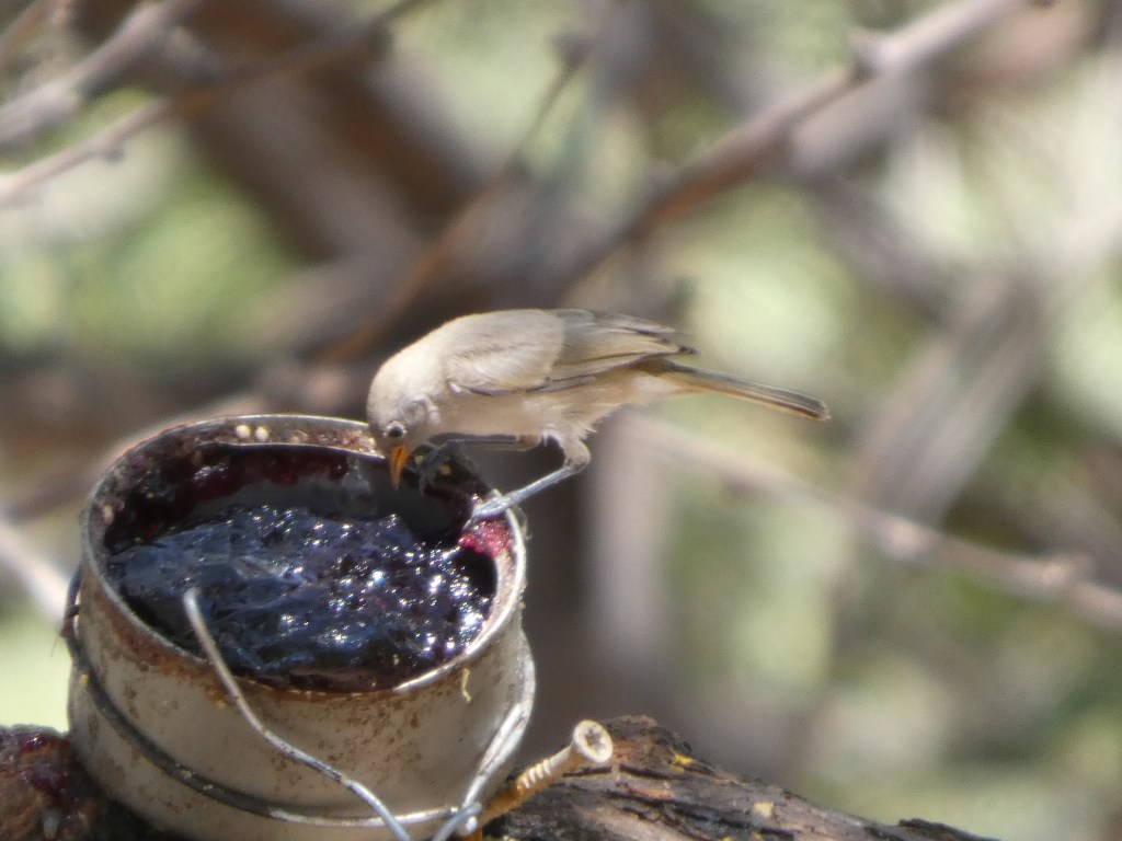 juvenile-verdin-at-ash-canyon-bird-sanctuary