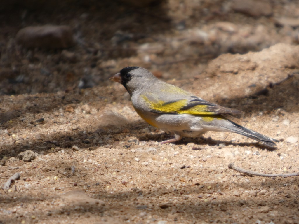 lawrences-goldfinch-ash-canyon-bird-sanctuary