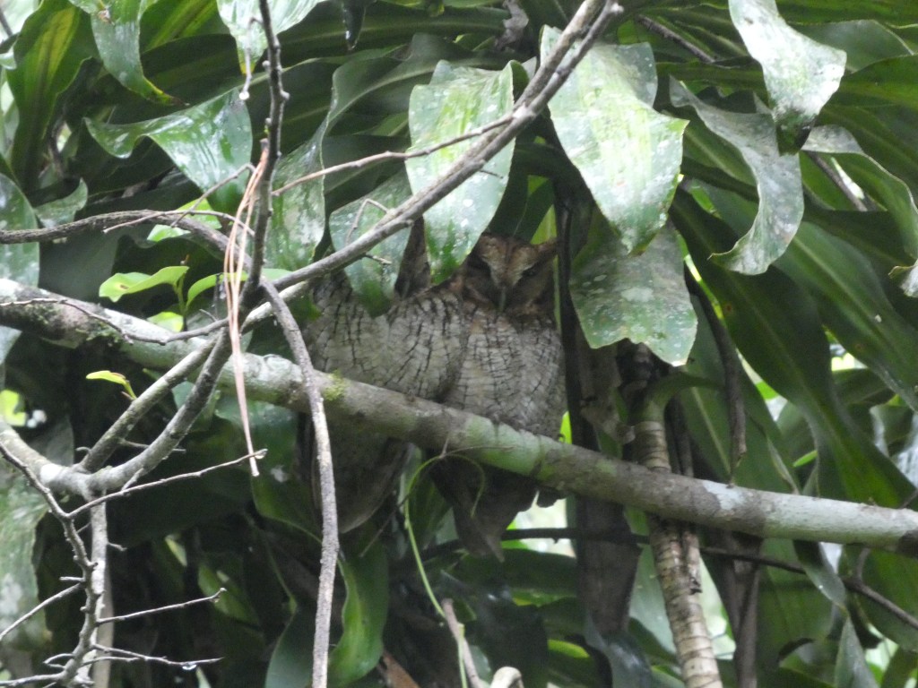 The Birdathon Tally!