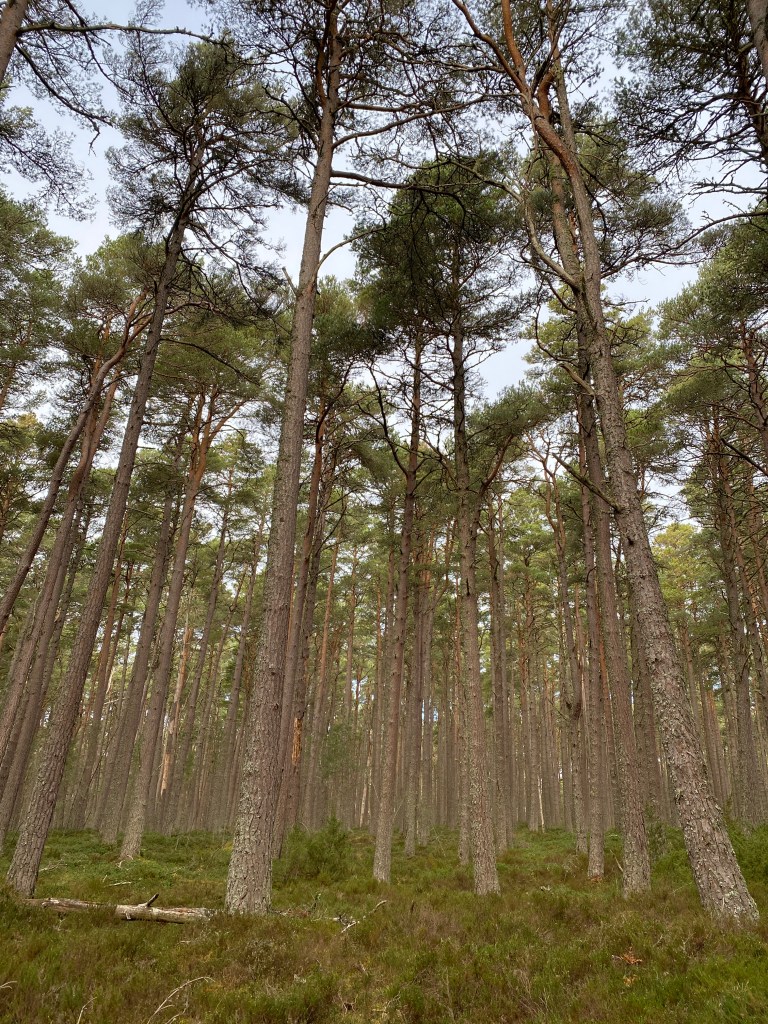 loch-mallachie-scotland-caledonian-pine-trees