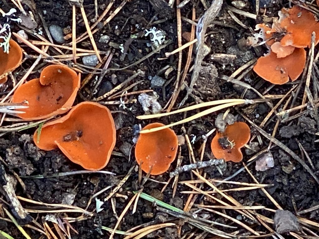 loch-mallachie-scotland-mushrooms-orange-peel-fungus