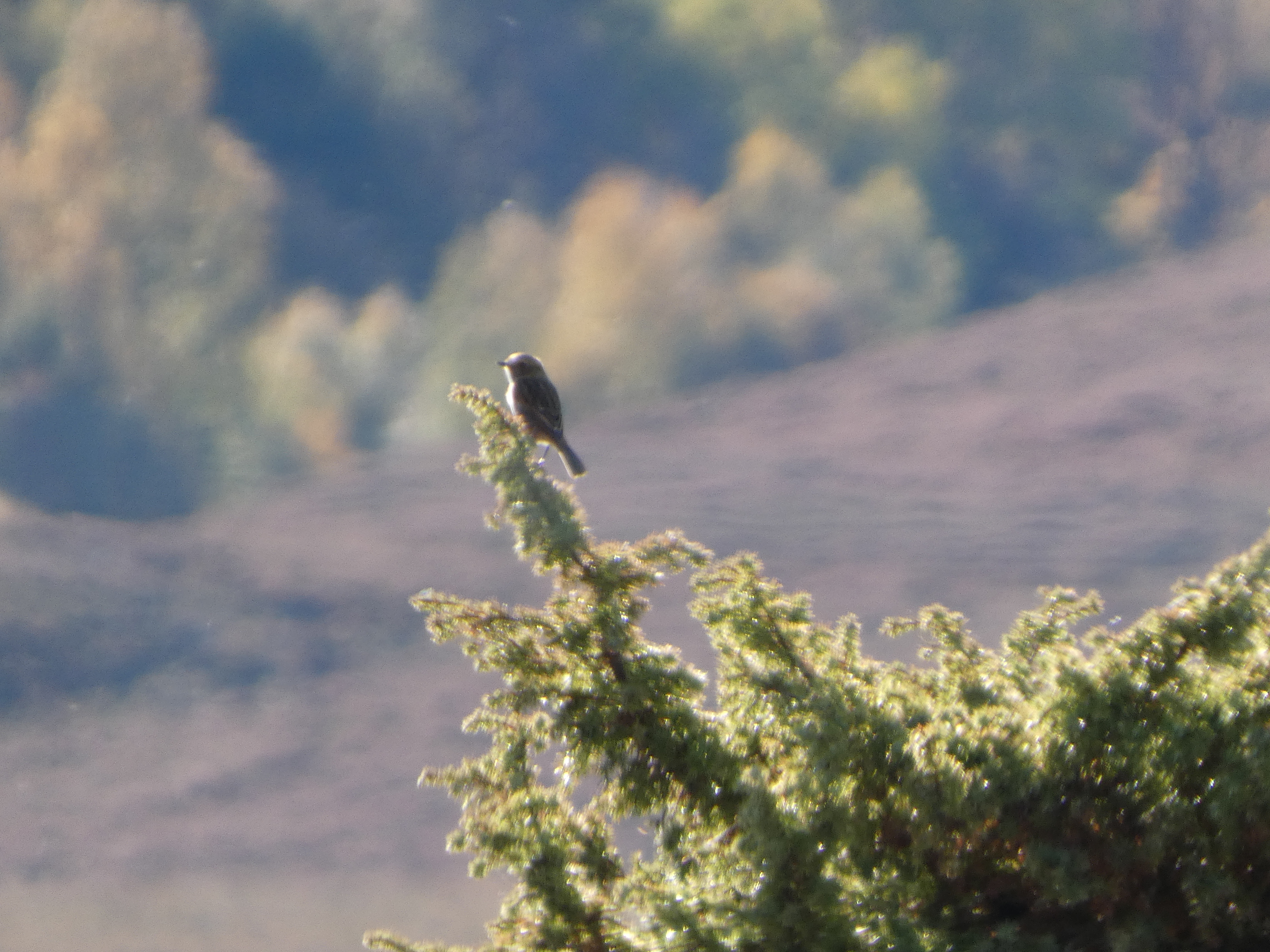Day 1 Heatherlea Scotland Highlands Fall Birding Tour
