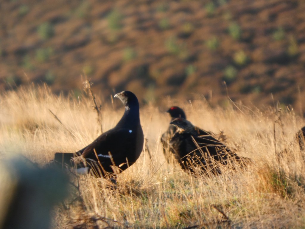 Heatherlea Scottish Highlands Bird Tour Day&nbsp;2