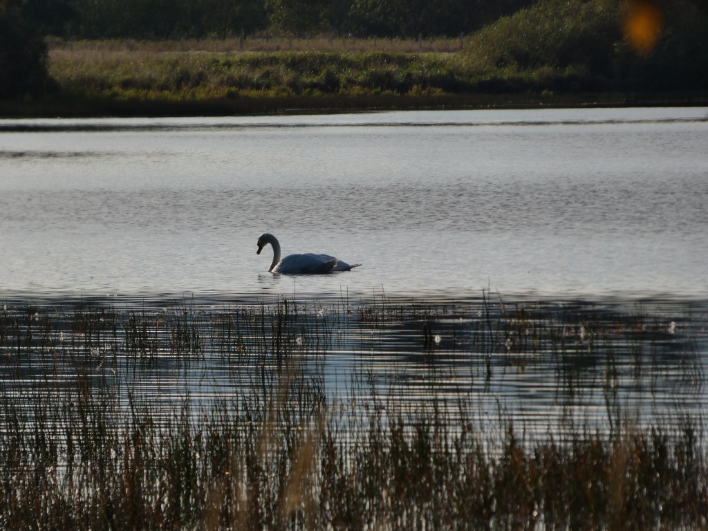 Whooper-swans