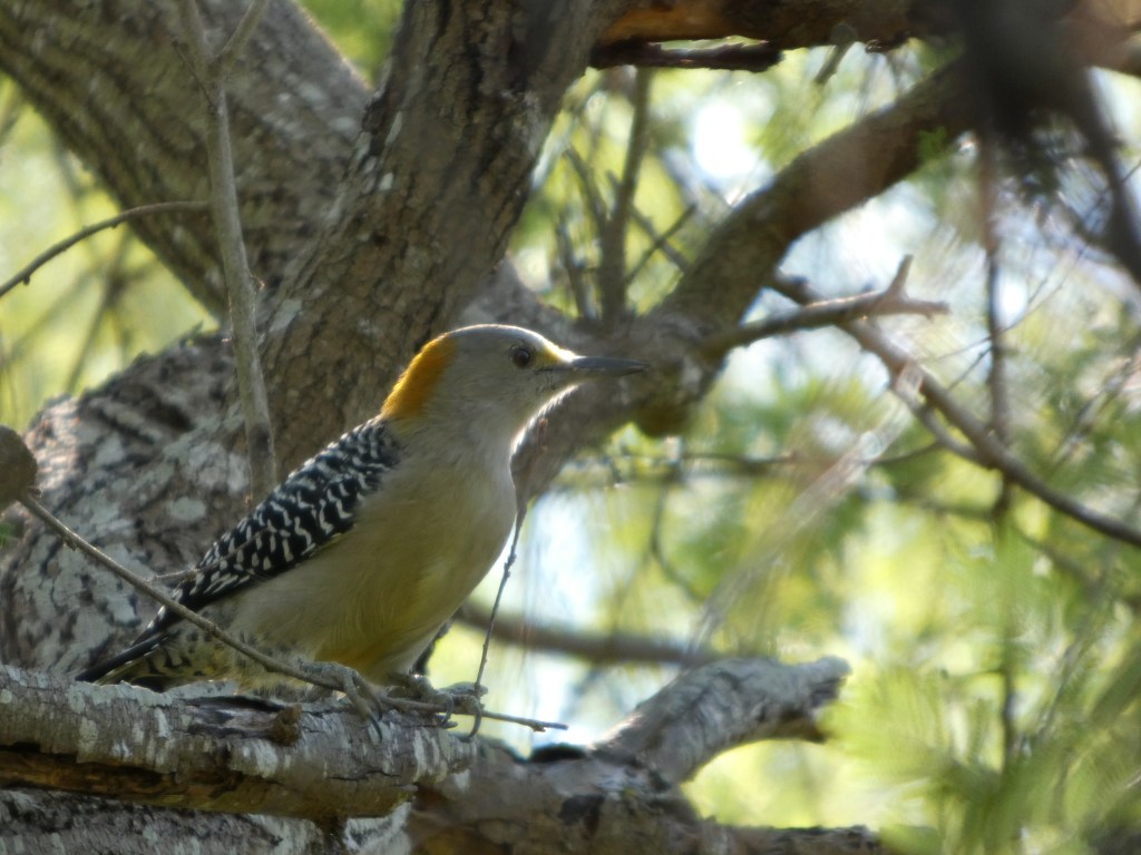golden-fronted-woodpecker