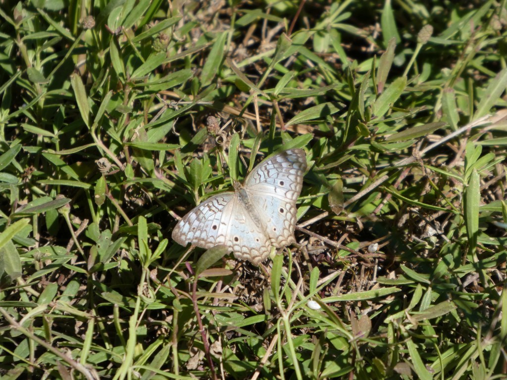 white-peacock-butterfly