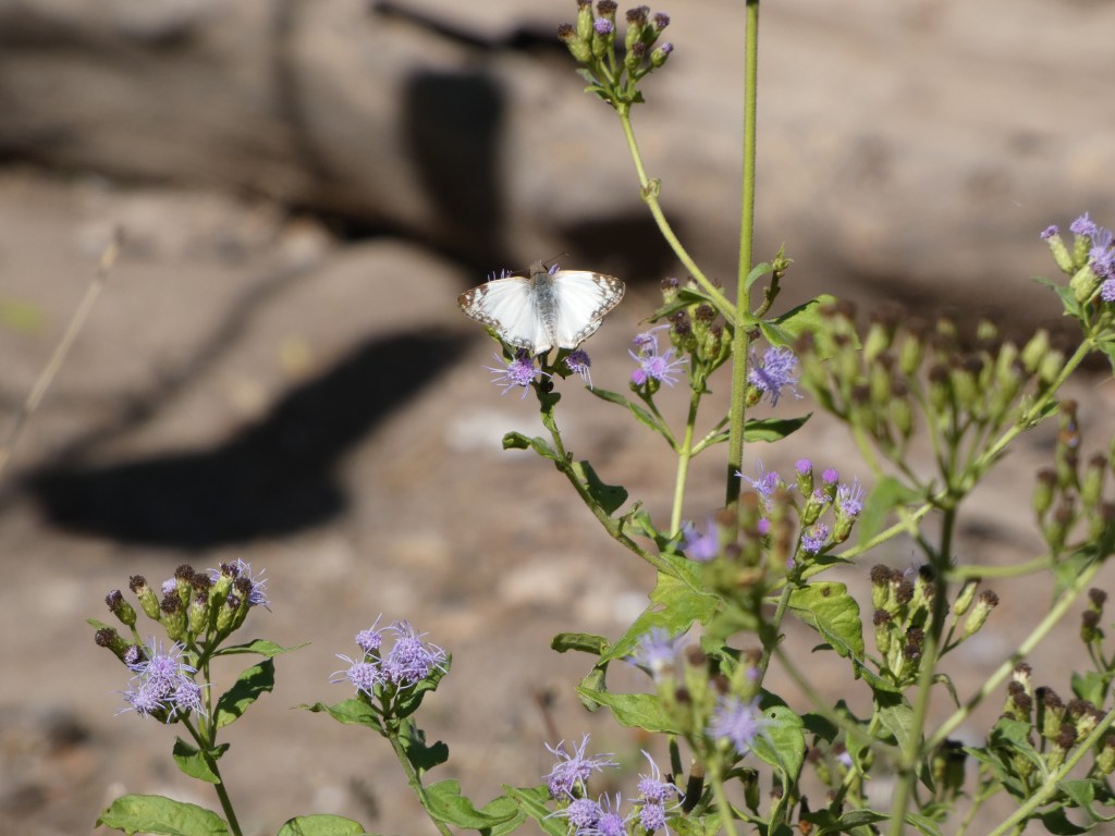 Turk's-cap-white-skipper
