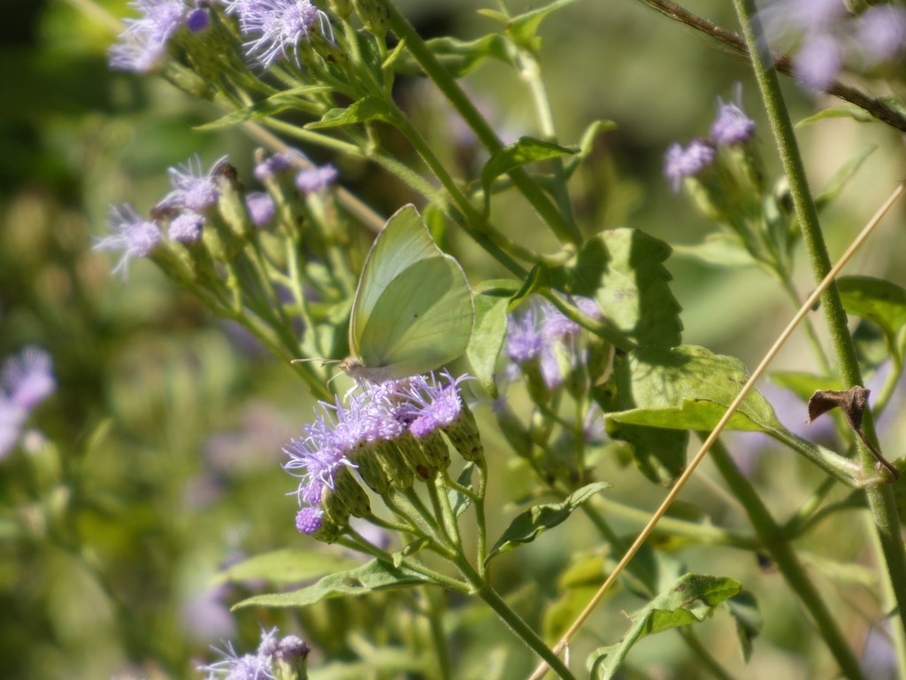 Lyside Sulphur Butterfly