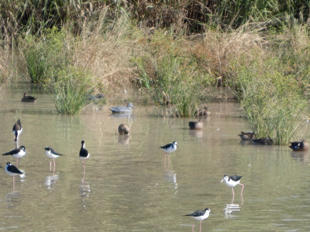 duck-decoy-fools-birders