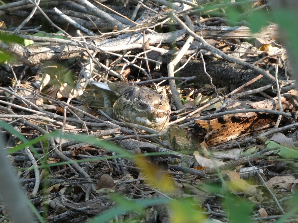 Day 1 Texas Rio Grande Valley Bird Festival and&nbsp;Trip!