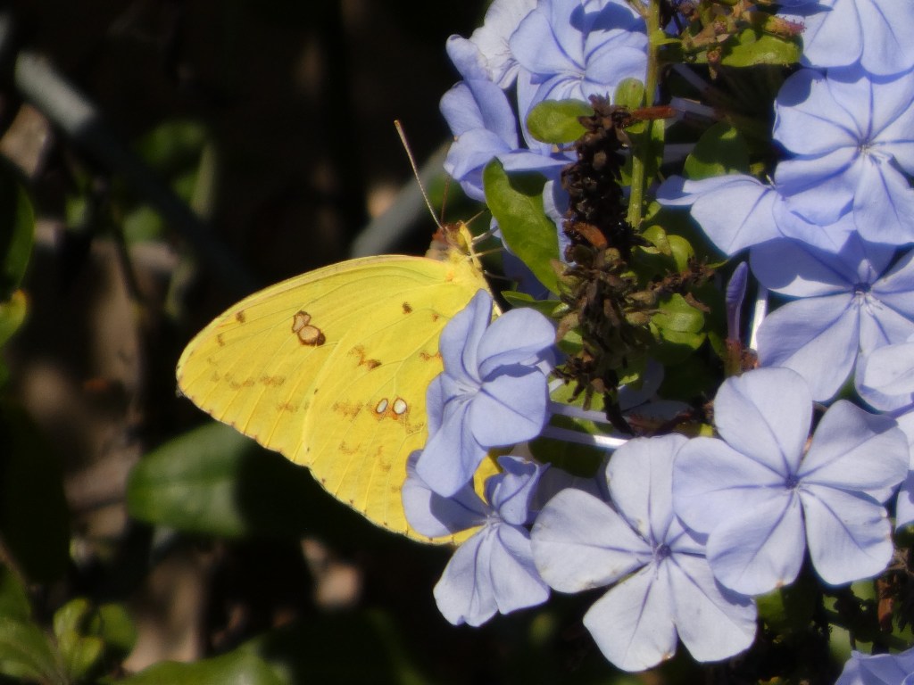 genus-phoebis-sulfur-butterfly