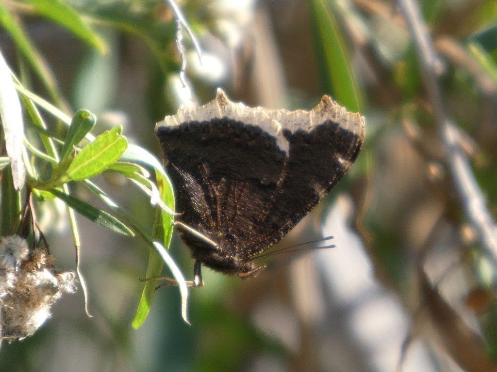 Mourning Cloak Butterfly