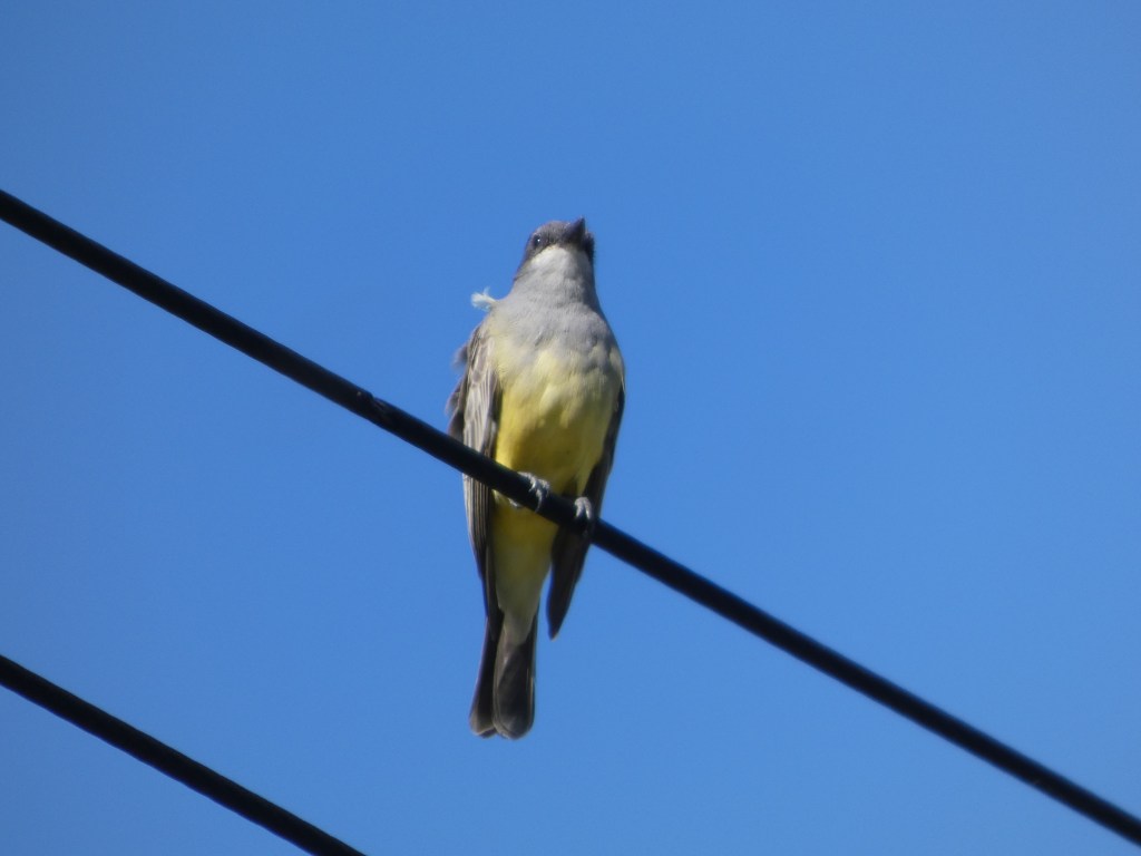Cassins-Kingbird-Garden-Grove-CA