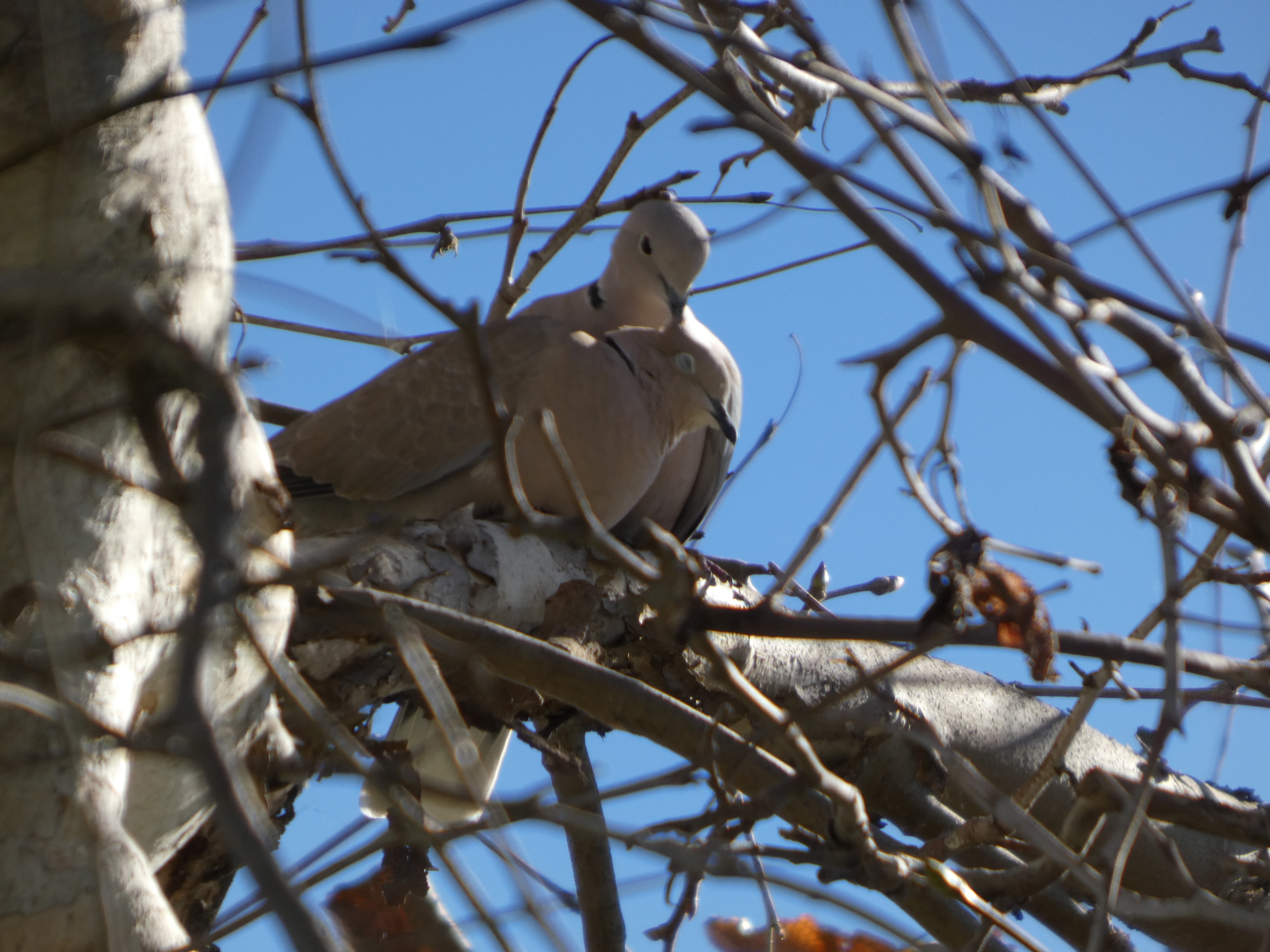 Urban Birding in Southern California