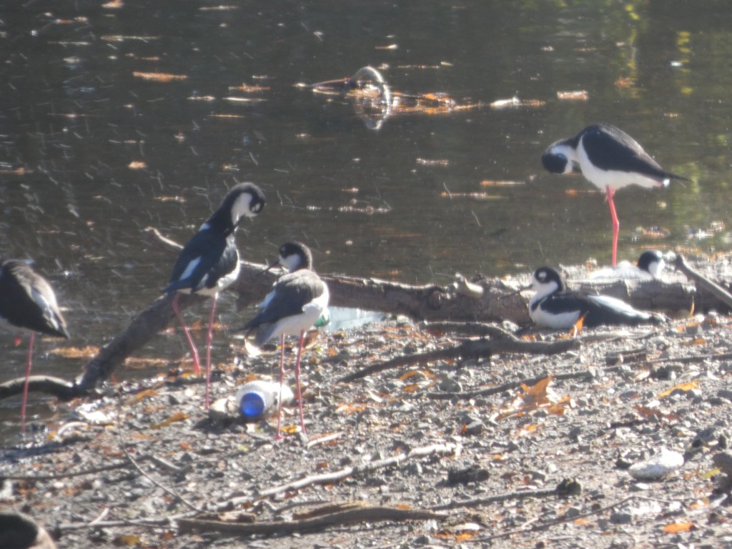 nesting-black-necked-stilts