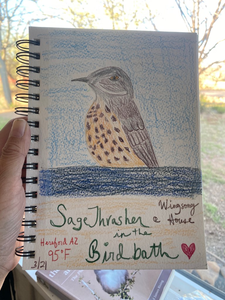 nature-journal-sage-thrasher-in-the-birdbath