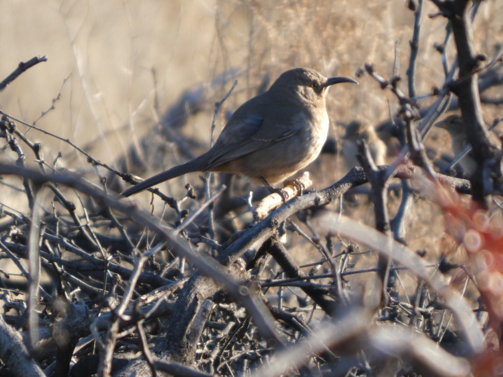 Moving Day and First Yard Birds