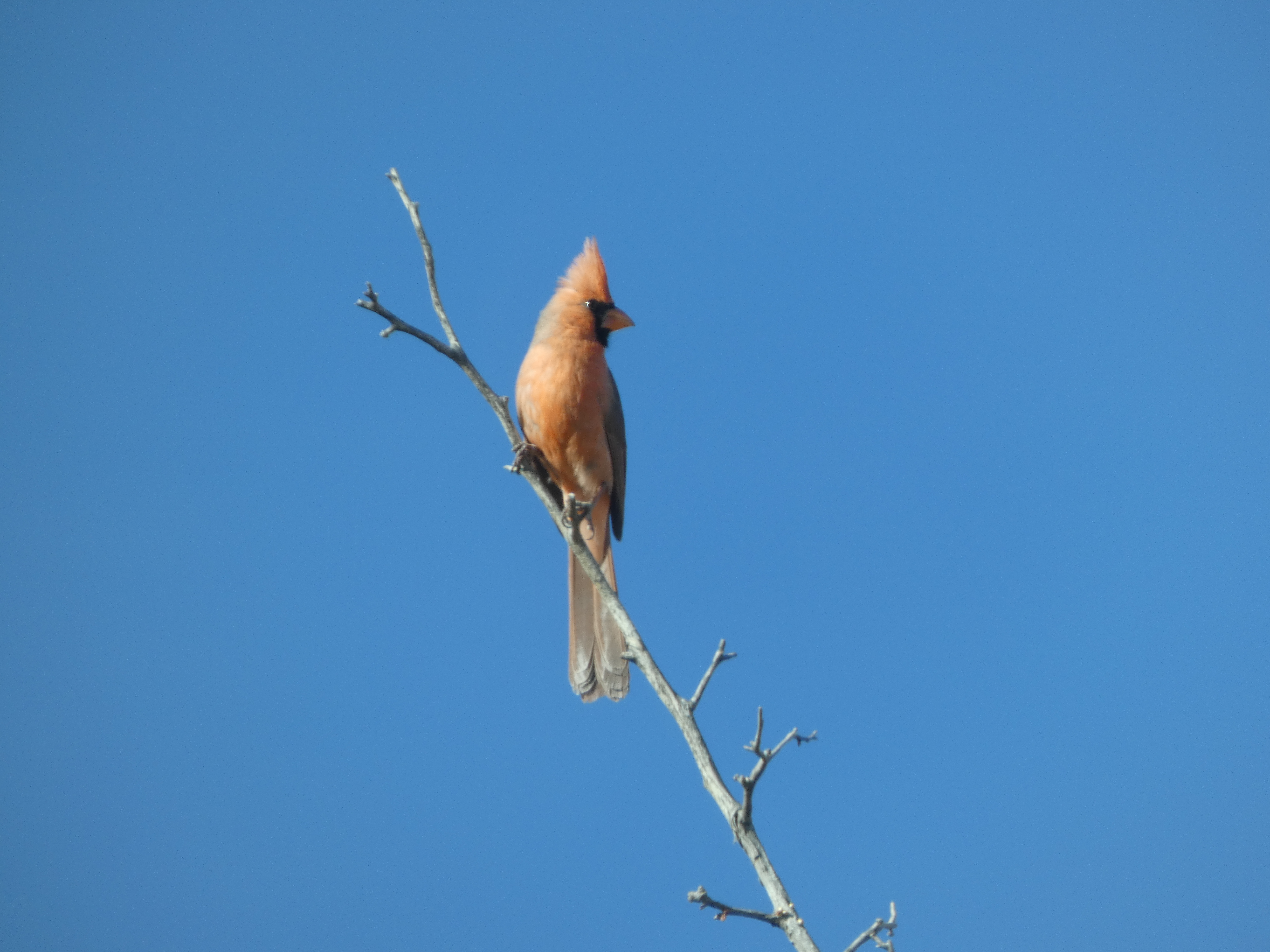 The Arrival of a Northern Cardinal and the Thrill of a Sage Thrasher