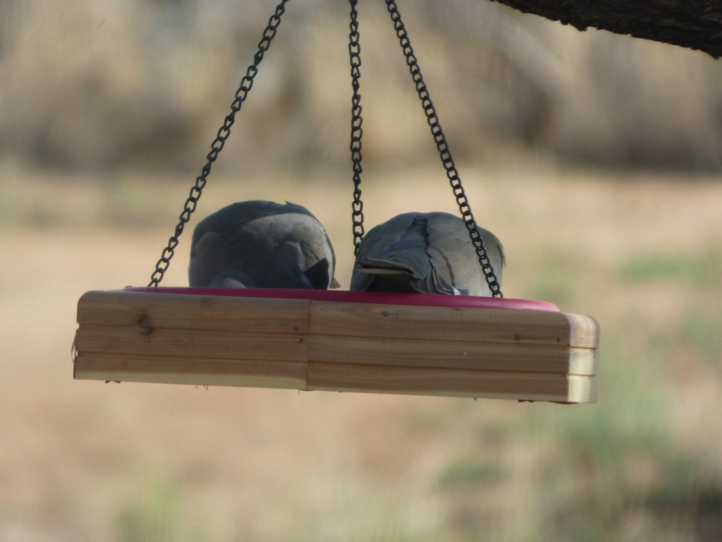 white-winged-dove-butts-in-seed-tray