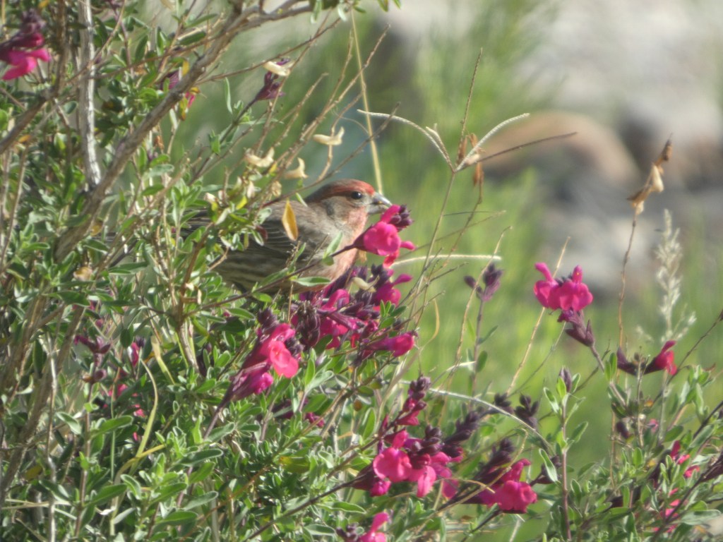 house-finch-in-purple-salvia-plant