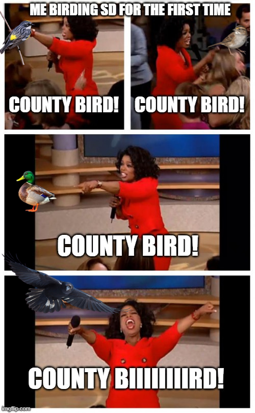 bird-meme