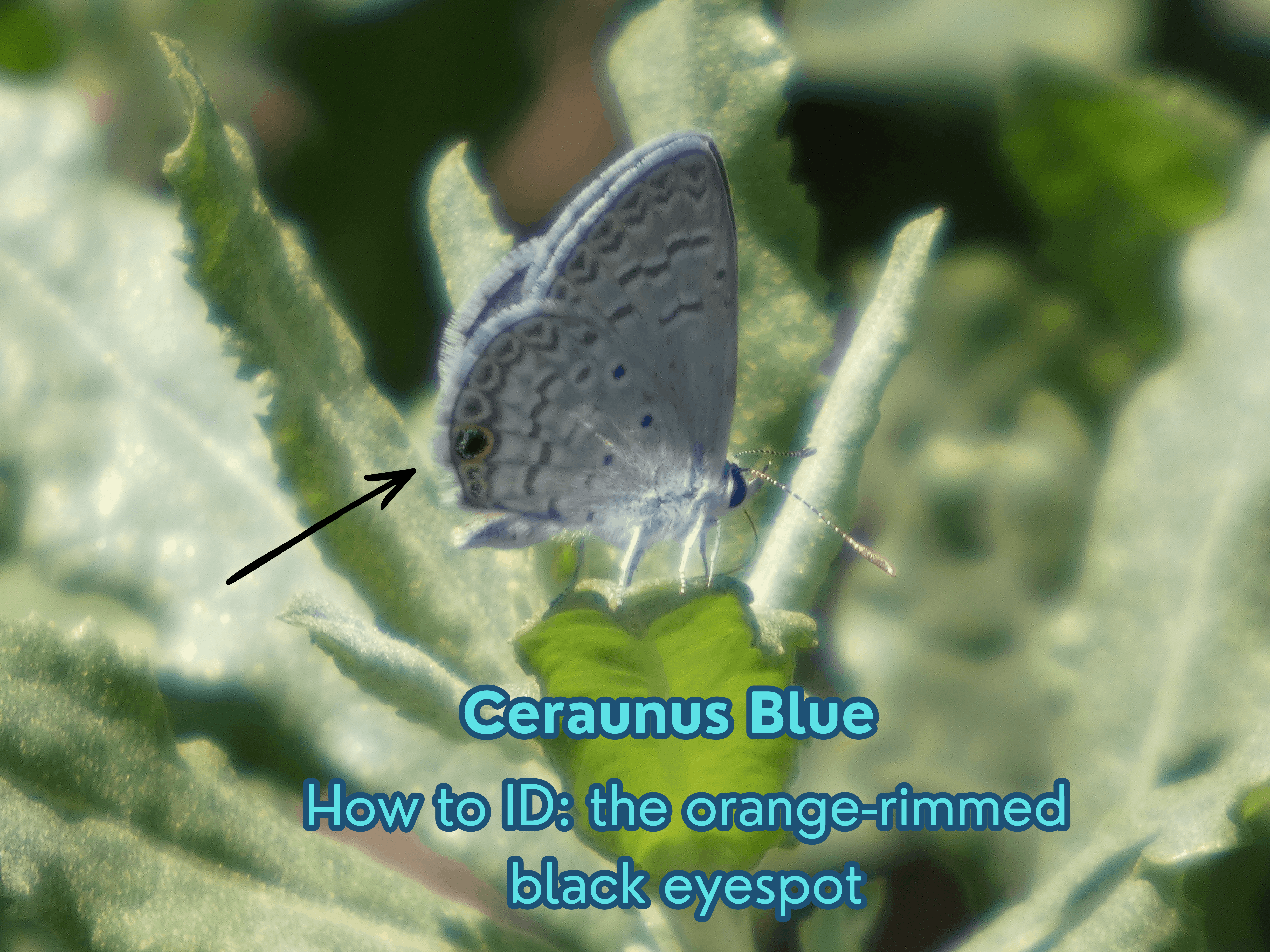 San Pedro House Butterfly Walk